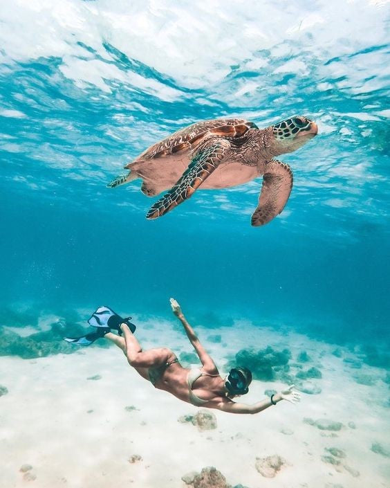 Akumal nado con tortugas + Tulum