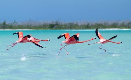 Las Coloradas + Río Lagartos