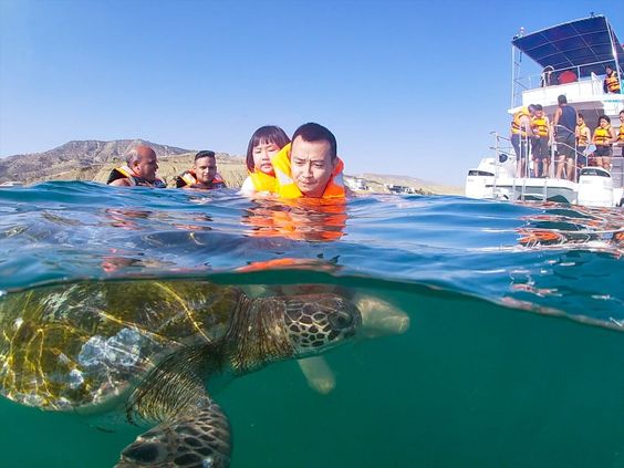 Akumal nado con tortugas + Tulum